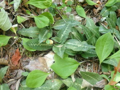 Goodyera oblongifolia