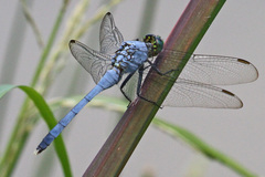 Erythemis simplicicollis