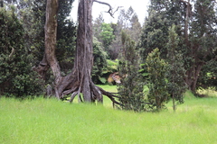 Metrosideros polymorpha