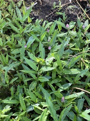 Persicaria amphibia
