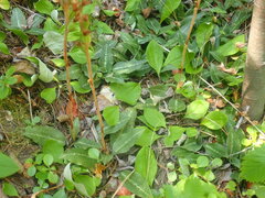 Goodyera oblongifolia