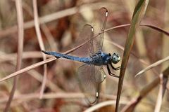 Libellula comanche