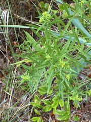Euthamia graminifolia