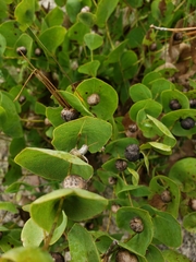 Baptisia perfoliata