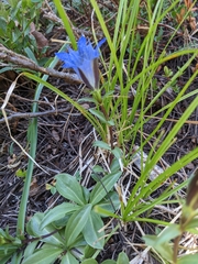 Gentiana newberryi