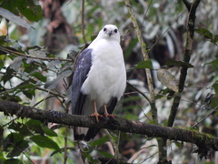 Buteogallus lacernulatus