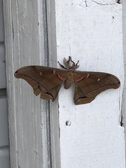 Antheraea polyphemus