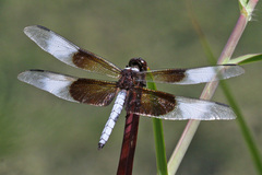 Libellula luctuosa