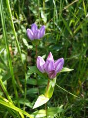 Gentiana rubricaulis