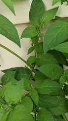 Solanum emulans