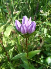 Gentiana rubricaulis
