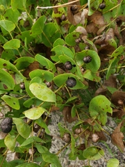 Baptisia perfoliata