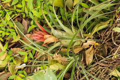Aechmea recurvata