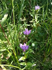 Gentiana rubricaulis