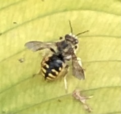 Anthidium manicatum