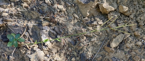 Image of Arabis olympica by (c) John A Haskins, some rights reserved (CC BY)