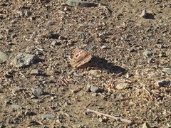 Junonia grisea