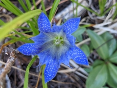 Gentiana newberryi