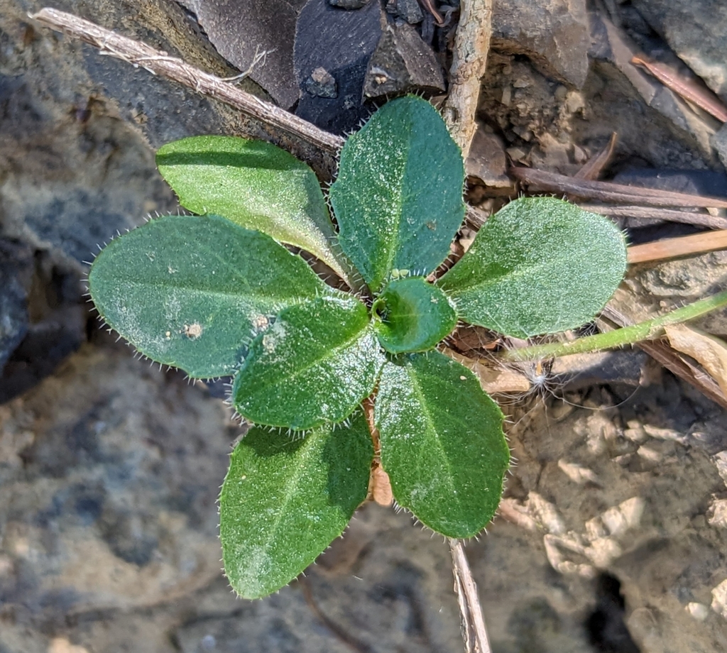 Olympics rockcress