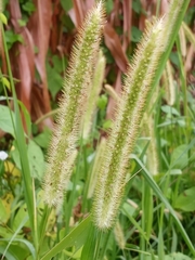 Setaria viridis