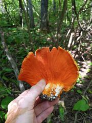 Hypomyces lactifluorum