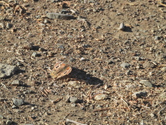 Junonia grisea