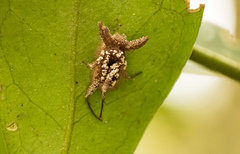 Gibellula