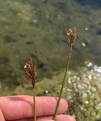 Carex simpliciuscula