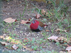 Hypargos niveoguttatus niveoguttatus