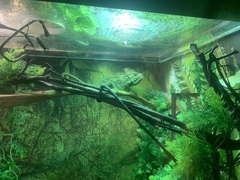 Chamaeleo calyptratus