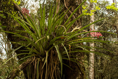 Aechmea distichantha