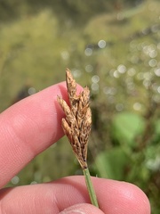 Carex simpliciuscula