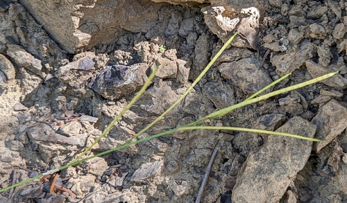 Image of Arabis olympica by (c) John A Haskins, some rights reserved (CC BY)