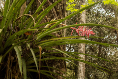 Aechmea distichantha