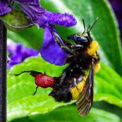 Bombus sonorus