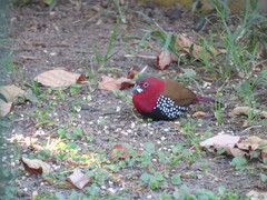 Hypargos niveoguttatus niveoguttatus