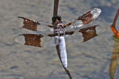 Plathemis lydia