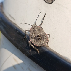Brochymena quadripustulata