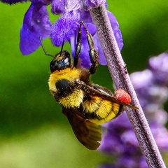 Bombus sonorus
