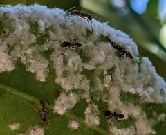 Aleurothrixus floccosus