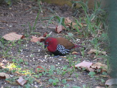 Hypargos niveoguttatus niveoguttatus