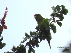 Eupsittula canicularis