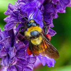 Bombus sonorus