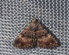 Metalectra richardsi