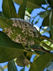 Aleurothrixus floccosus