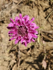 Sixalix atropurpurea