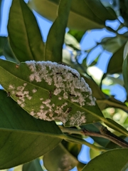 Aleurothrixus floccosus