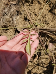 Sixalix atropurpurea