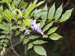 Wisteria