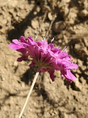 Sixalix atropurpurea